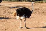 Male Ostrich, Safari Ostrich Farm, Oudtshoorn