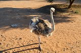 White Ostrich, Safari Ostrich Farm, Oudtshoorn