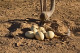 Ostrich Eggs, Safari Ostrich Farm, Oudtshoorn