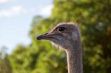 Closeup of Ostrich Head, Safari Ostrich Farm, Oudtshoorn