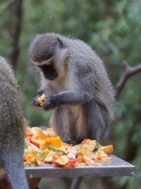 Vervet Monkey | Monkeyland Primate Sanctuary - The Crags, South Africa (IMG_8577.jpg)