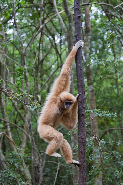 Lar Gibbon (Hylobates lar) | Monkeyland Primate Sanctuary - The Crags, South Africa (IMG_8584.jpg)