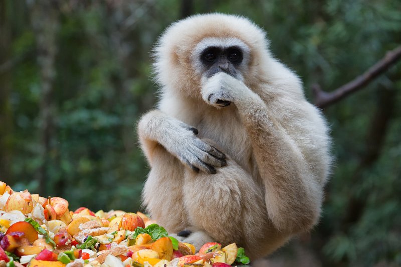 Lar Gibbon | Monkeyland Primate Sanctuary - The Crags, South Africa (IMG_8597.jpg)
