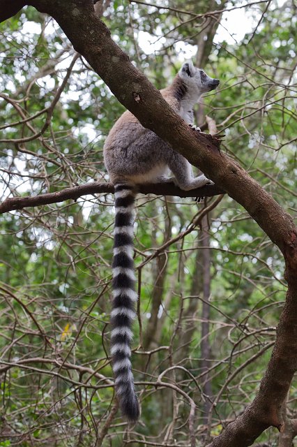 Ring-Tailed Lemur (Lemur catta) | Monkeyland Primate Sanctuary - The Crags, South Africa (IMG_8600.jpg)