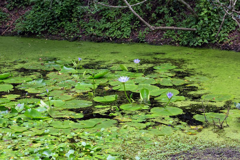 Monkeyland Primate Sanctuary The Crags, South Africa Water Lilies