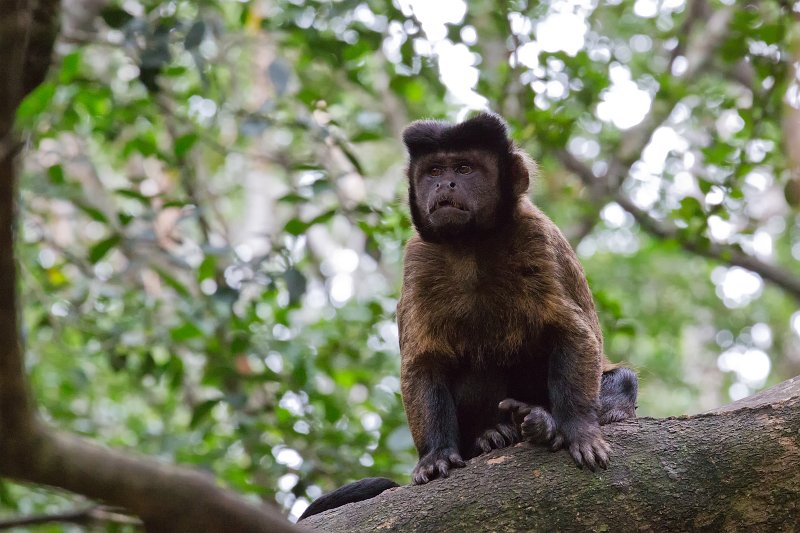 Monkeyland Primate Sanctuary The Crags, South Africa Brown Capuchin Yair Karelic Photography