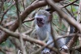 Young Vervet Monkey (Chlorocebus pygerythrus)
