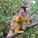 Black-Capped Squirrel Monkey and Baby
