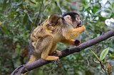 Black-Capped Squirrel Monkey and Baby