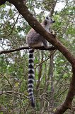 Ring-Tailed Lemur (Lemur catta)