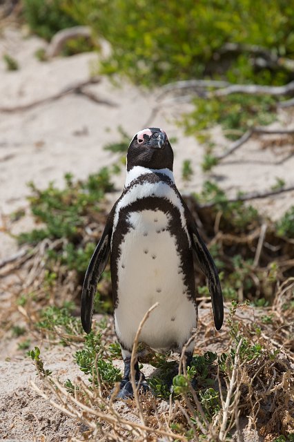African Penguin, Boulders Beach | Simon's Town - Western Cape, South Africa (IMG_9195.jpg)