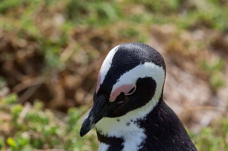 Closeup on African Penguin | Simon's Town - Western Cape, South Africa (IMG_9217.jpg)