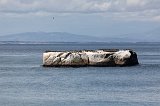 Cape Cormorants Colony on a Rock