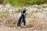 African Penguin Braying