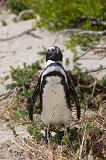 African Penguin, Boulders Beach