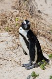 African Penguin at Boulders Beach