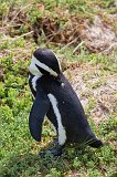 African Penguin Cleaning Its Feathers