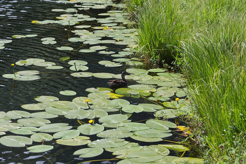  Duck and Yellow Water Lilies, Lake Vorderer Schwendisee, Wildhaus, St. Gallen, Switzerland | Switzerland (IMG_4669.jpg)