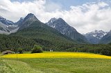 Wildflowers and Sesvenna range, Graubünden, Switzerland