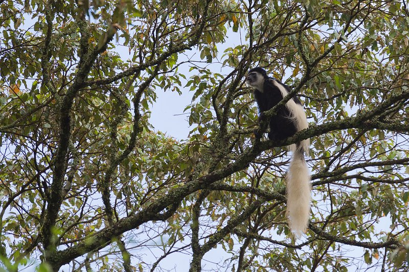 Black-and-White Colobus Monkey, Arusha National Park, Tanzania | Arusha National Park, Tanzania (IMG_1705.jpg)