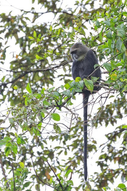Blue Monkey, Arusha National Park, Tanzania | Arusha National Park, Tanzania (IMG_1714.jpg)