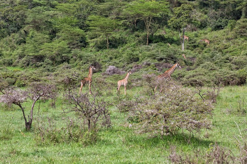 Giraffes, Arusha National Park, Tanzania | Arusha National Park, Tanzania (IMG_1745.jpg)