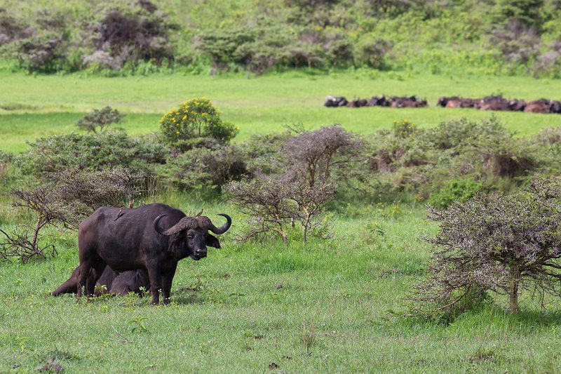 African Buffaloes, Arusha National Park, Tanzania | Arusha National Park, Tanzania (IMG_1752.jpg)