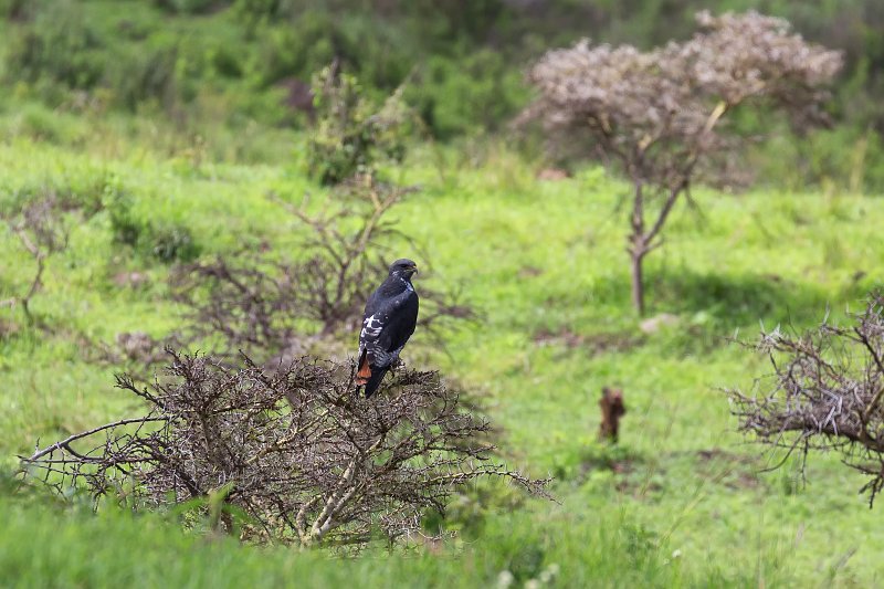 Augur Buzzard, Arusha National Park, Tanzania | Arusha National Park, Tanzania (IMG_1762.jpg)
