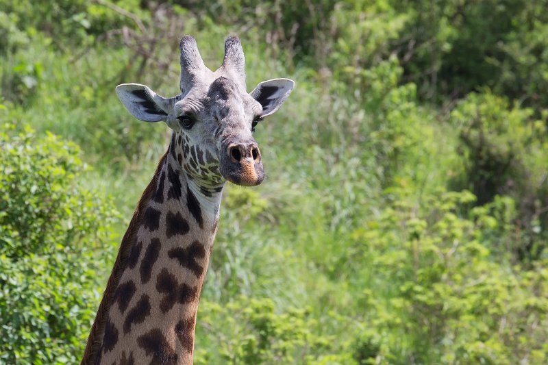 Head of Masai Giraffe, Arusha National Park, Tanzania | Arusha National Park, Tanzania (IMG_1881.jpg)
