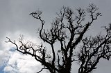 Silhouette of a Tree, Arusha National Park, Tanzania