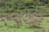 Giraffes, Arusha National Park, Tanzania