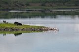 Flamingos in Small Momela Lake, Arusha National Park, Tanzania