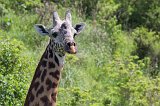 Head of Masai Giraffe, Arusha National Park, Tanzania