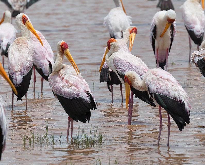 Yellow-Billed Storks, Lake Manyara National Park, Tanzania | Lake Manyara National Park, Tanzania (IMG_8573.jpg)