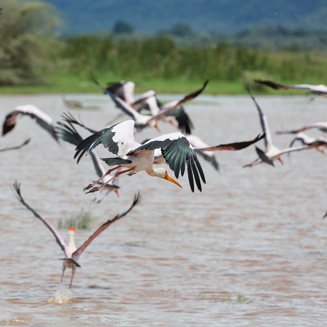 Yellow-Billed Stork in Flight, Lake Manyara National Park, Tanzania | Lake Manyara National Park, Tanzania (IMG_8576.jpg)