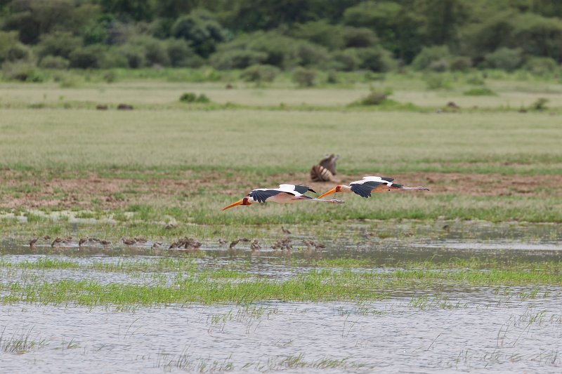 Yellow-Billed Storks in Flight, Lake Manyara National Park, Tanzania | Lake Manyara National Park, Tanzania (IMG_8586.jpg)