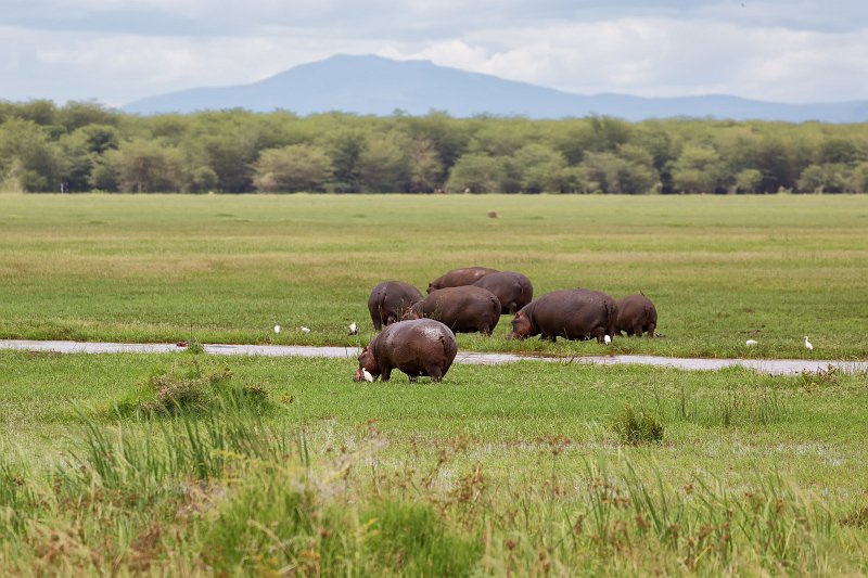 Hippos, Lake Manyara National Park, Tanzania | Lake Manyara National Park, Tanzania (IMG_8604.jpg)