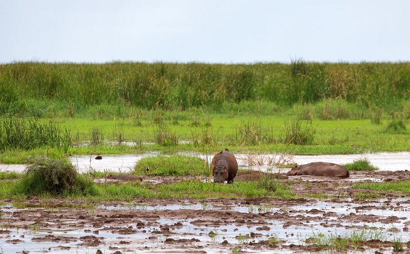 Hippos, Lake Manyara National Park, Tanzania | Lake Manyara National Park, Tanzania (IMG_8612.jpg)