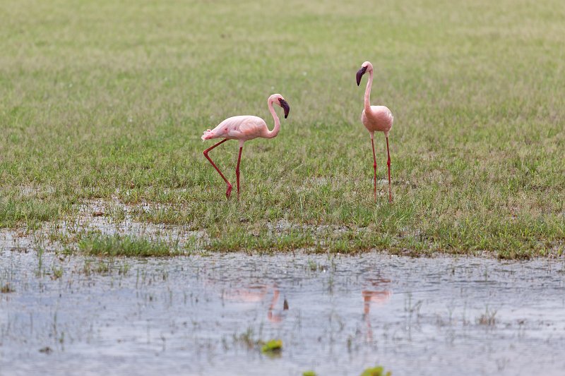 Lesser flamingos, Lake Manyara National Park, Tanzania | Lake Manyara National Park, Tanzania (IMG_8633.jpg)