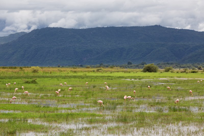 Lesser flamingos, Lake Manyara National Park, Tanzania | Lake Manyara National Park, Tanzania (IMG_8635.jpg)