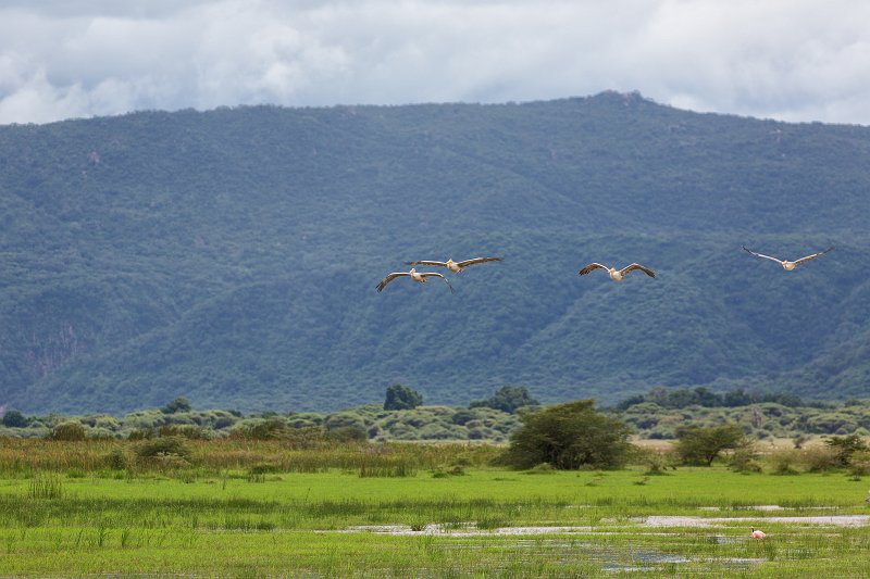 Great White Pelicans in Flight, Lake Manyara National Park, Tanzania | Lake Manyara National Park, Tanzania (IMG_8651.jpg)