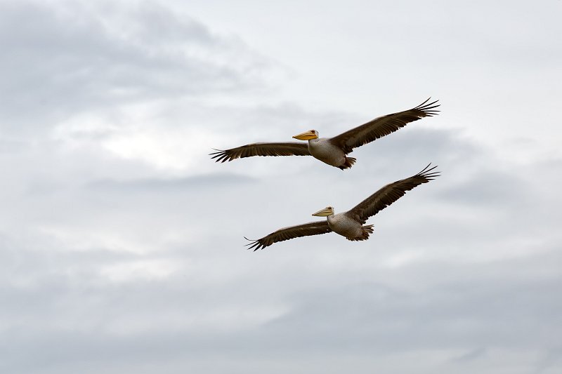Great White Pelicans in Flight, Lake Manyara National Park, Tanzania | Lake Manyara National Park, Tanzania (IMG_8652.jpg)