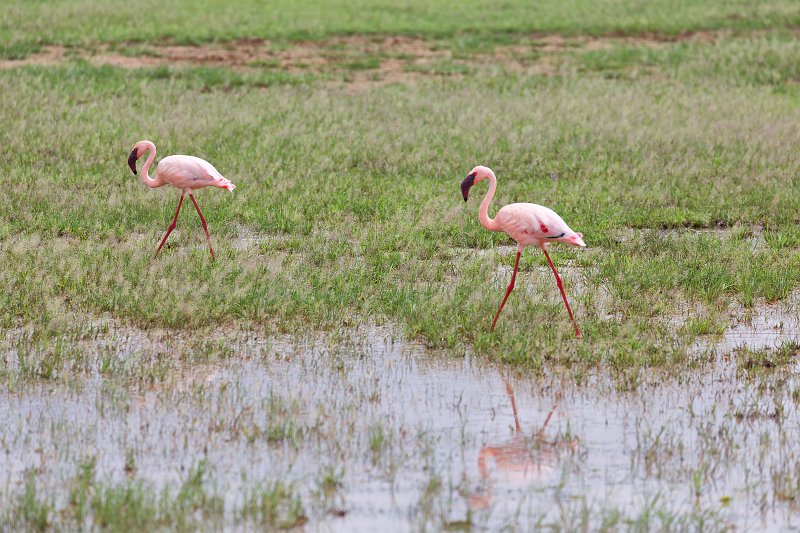 Lesser flamingos, Lake Manyara National Park, Tanzania | Lake Manyara National Park, Tanzania (IMG_8657.jpg)