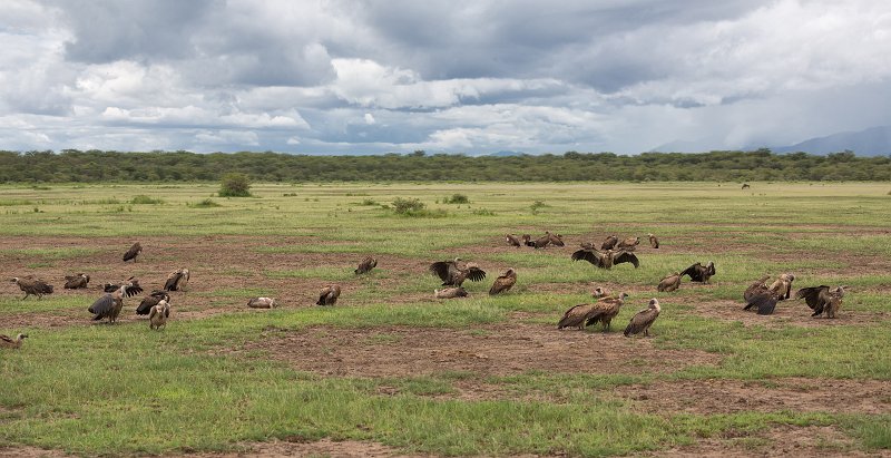 A Venue of White-Backed Vultures, Lake Manyara National Park, Tanzania | Lake Manyara National Park, Tanzania (IMG_8663.jpg)