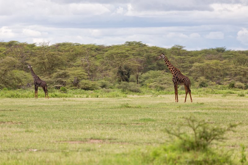 Masai Giraffes, Lake Manyara National Park, Tanzania | Lake Manyara National Park, Tanzania (IMG_8680.jpg)