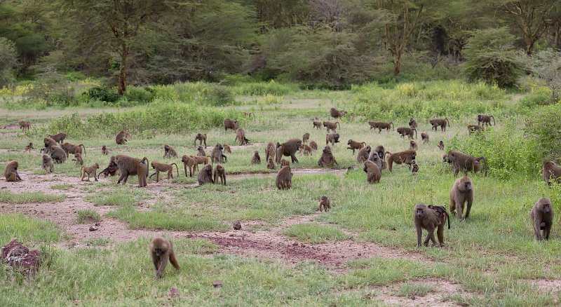 A troop of Olive Baboons, Lake Manyara National Park, Tanzania | Lake Manyara National Park, Tanzania (IMG_8687.jpg)