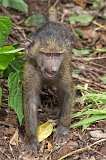 Baby Olive Baboon, Mosquito River, Tanzania