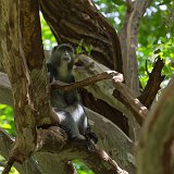 Blue Monkey, Lake Manyara National Park, Tanzania