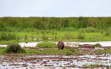 Hippos, Lake Manyara National Park, Tanzania