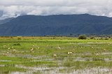 Lesser flamingos, Lake Manyara National Park, Tanzania